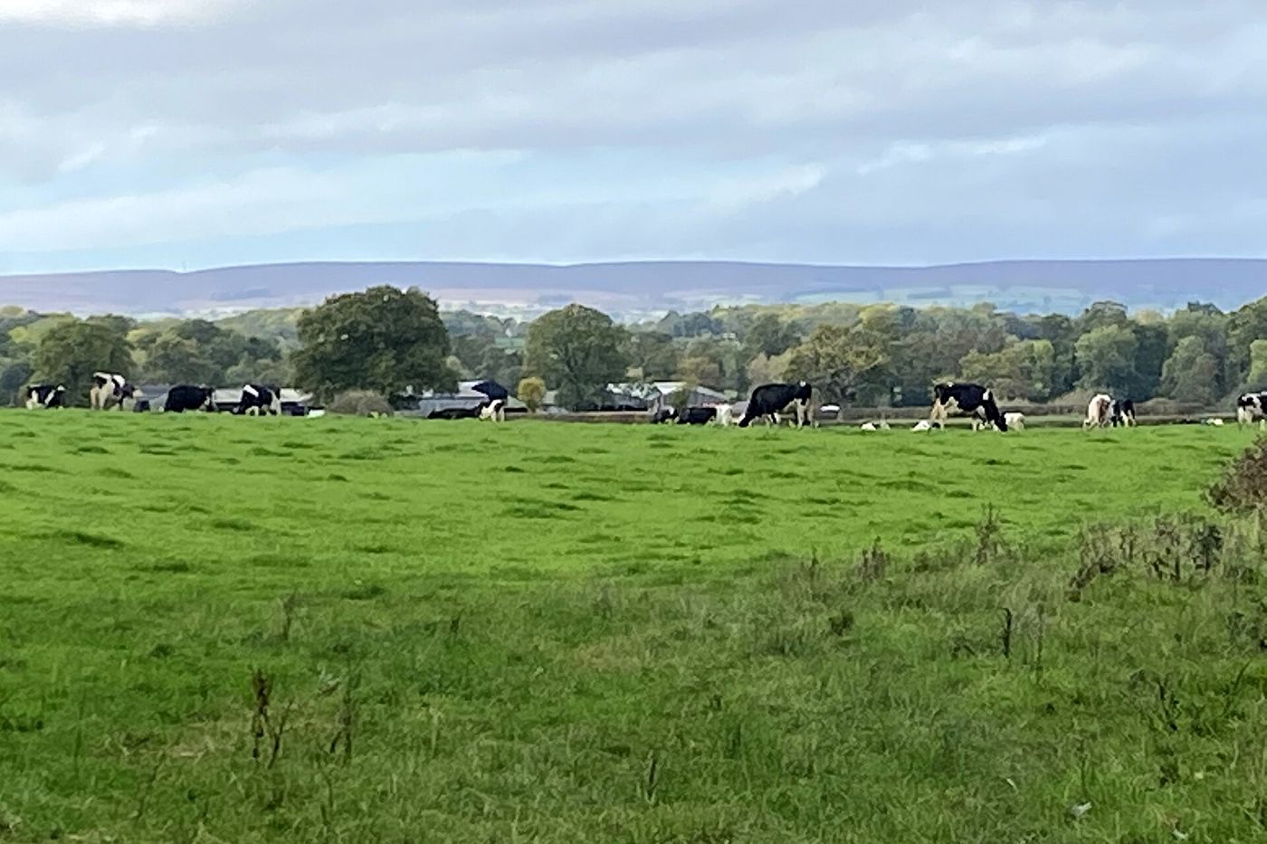 Cattle grazing in a riverside field