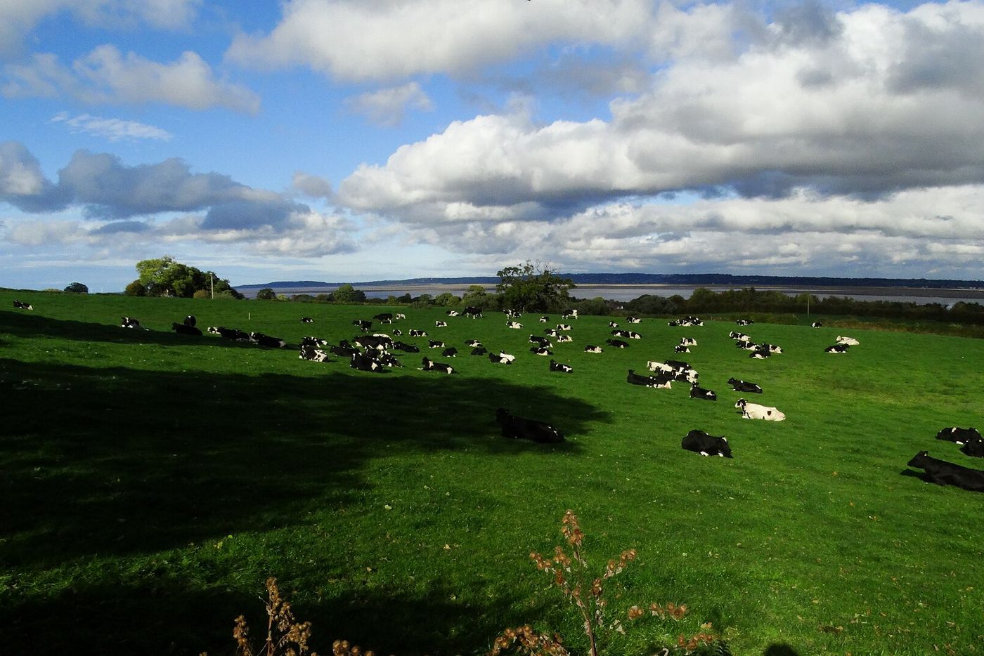 Cows grazing on a slope above the Dee Estuary