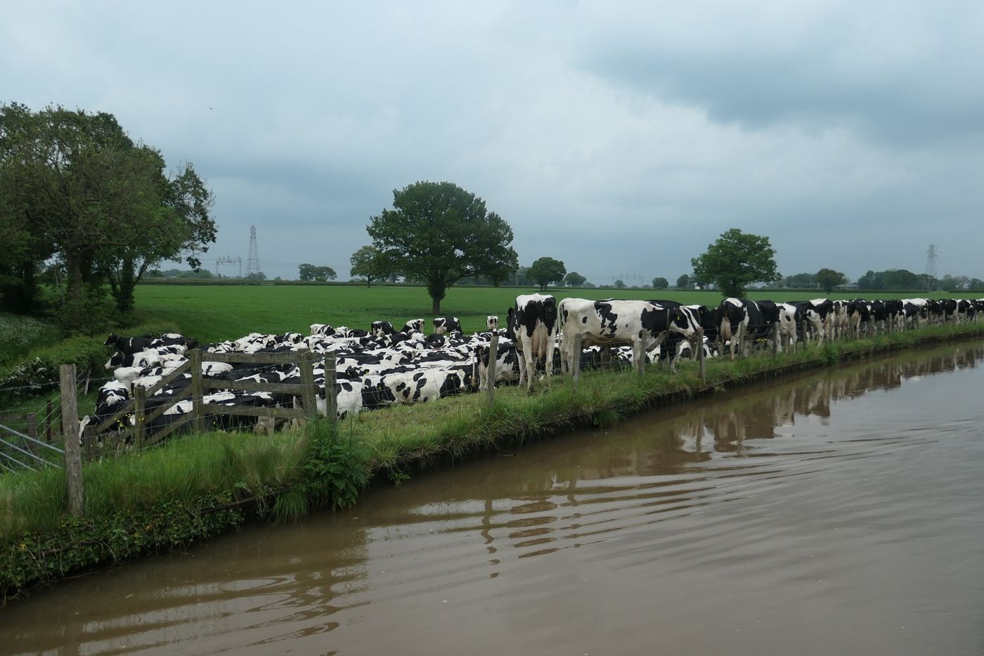 A dairy herd beside a canal in Cheshire