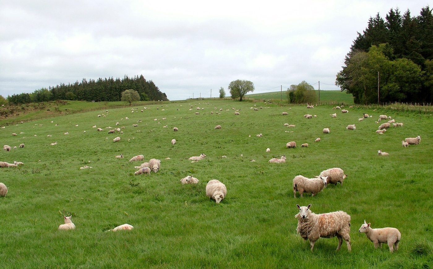 Ewes and lambs spread across a bright green field, with woodland behind